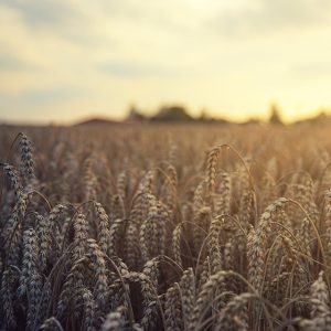 Wheat field in sunset
