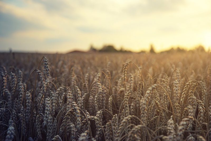 Wheat field in sunset