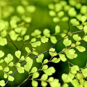 Green leaves on a branches
