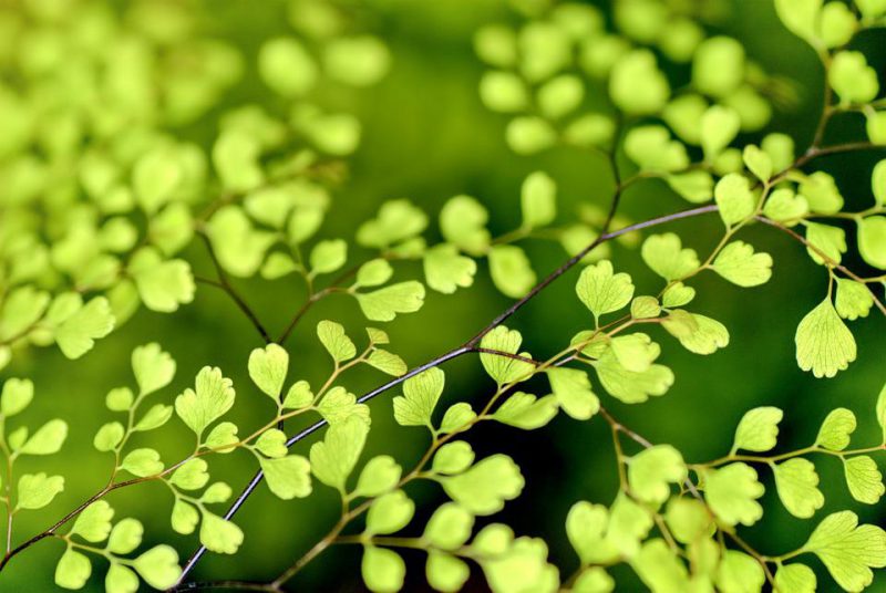 Green leaves on a branches