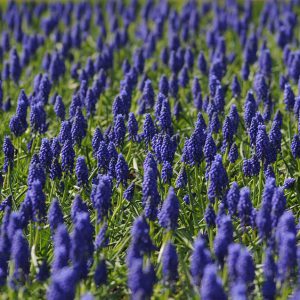 Field of hyacinth