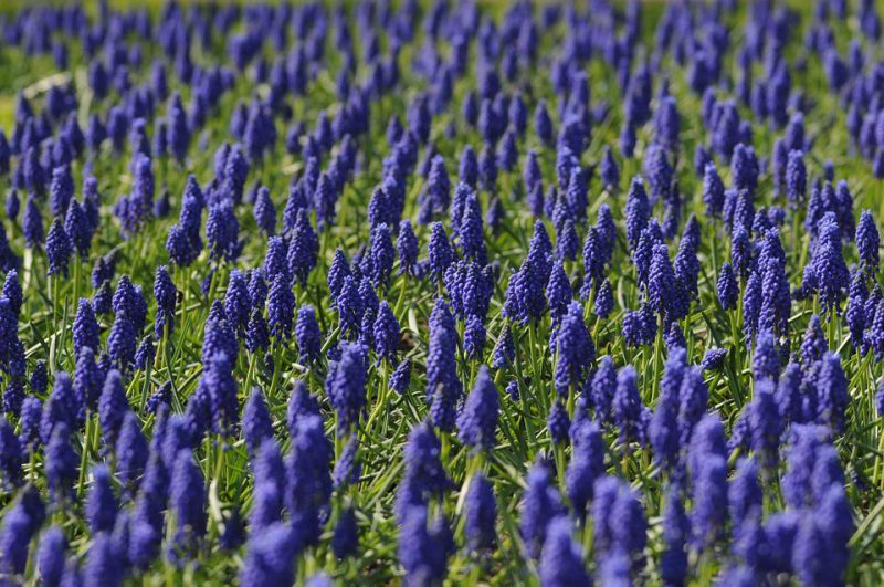 Field of hyacinth