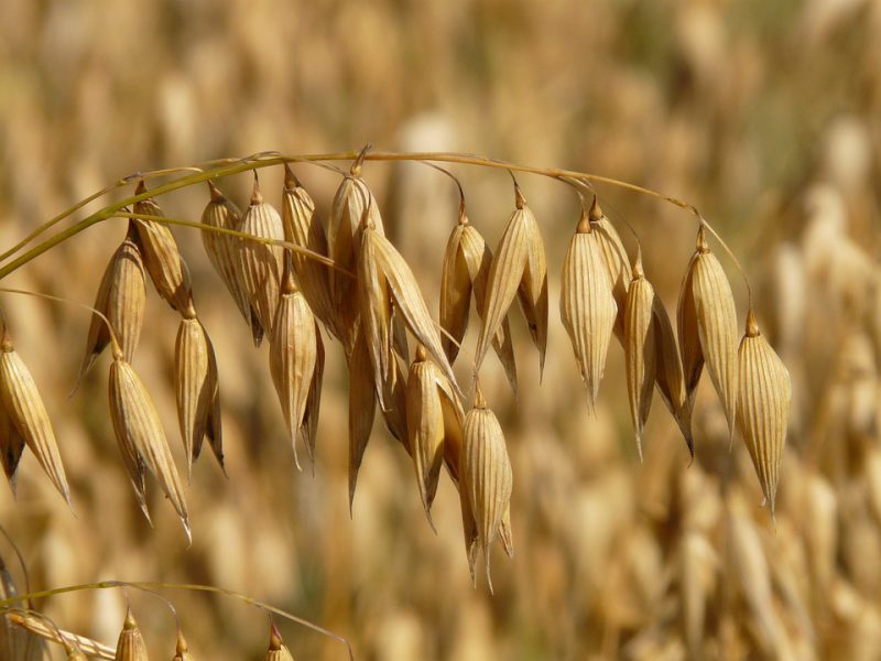 Oat crop