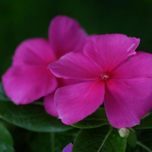 Dreaming about periwinkle