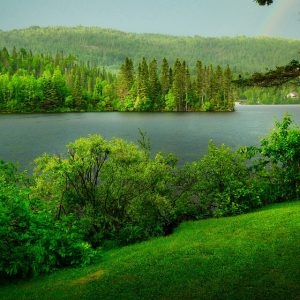 Green shrubs on the side of the river
