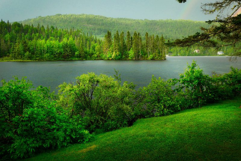 Green shrubs on the side of the river