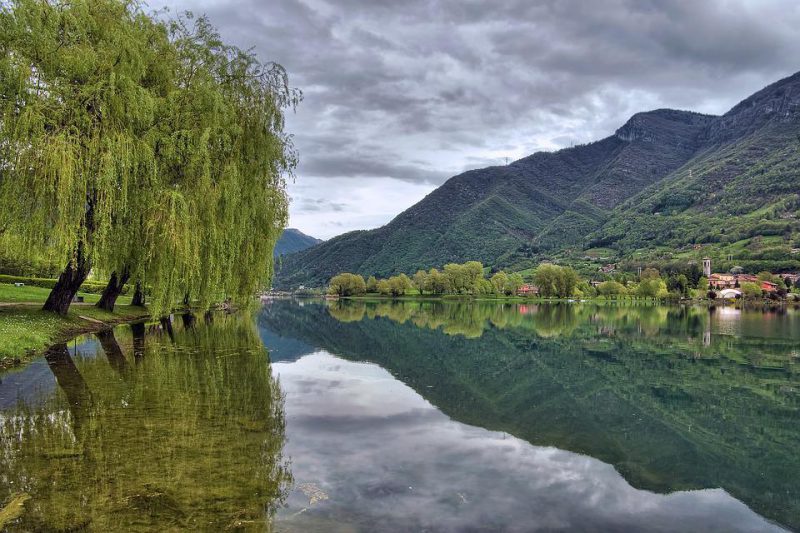 Weeping Willow on the side of the river