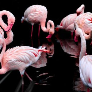 Flock of flamingos