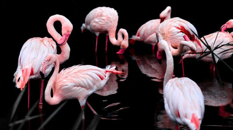 Flock of flamingos