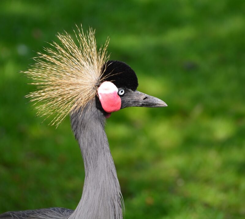 meaning of crane (bird) in a dream