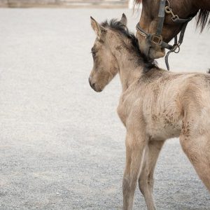 Foal standing with his mother