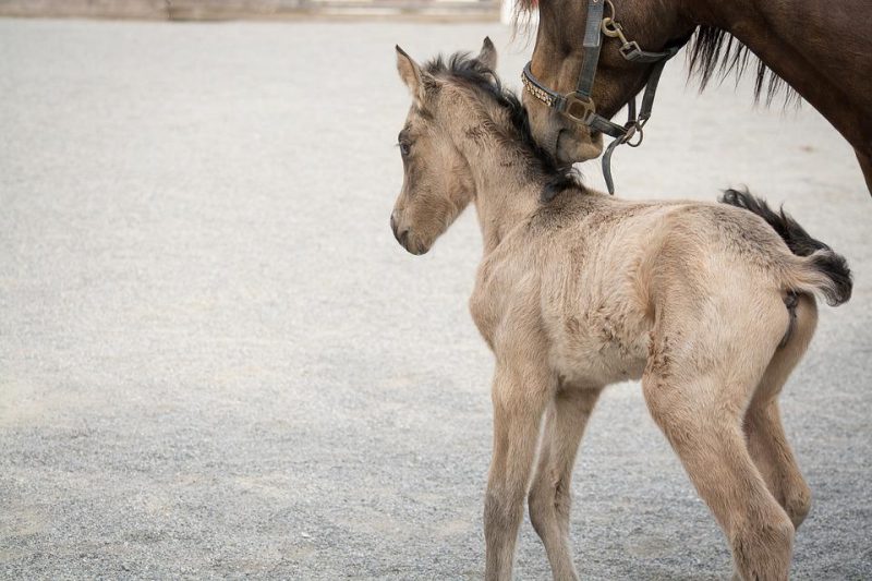 Foal standing with his mother