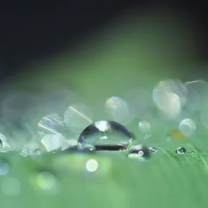 Dew in a dream