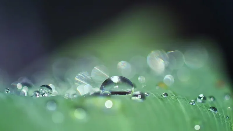 Dew in a dream