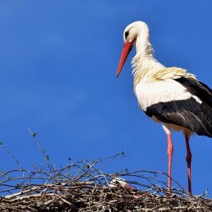 Stork in a dream