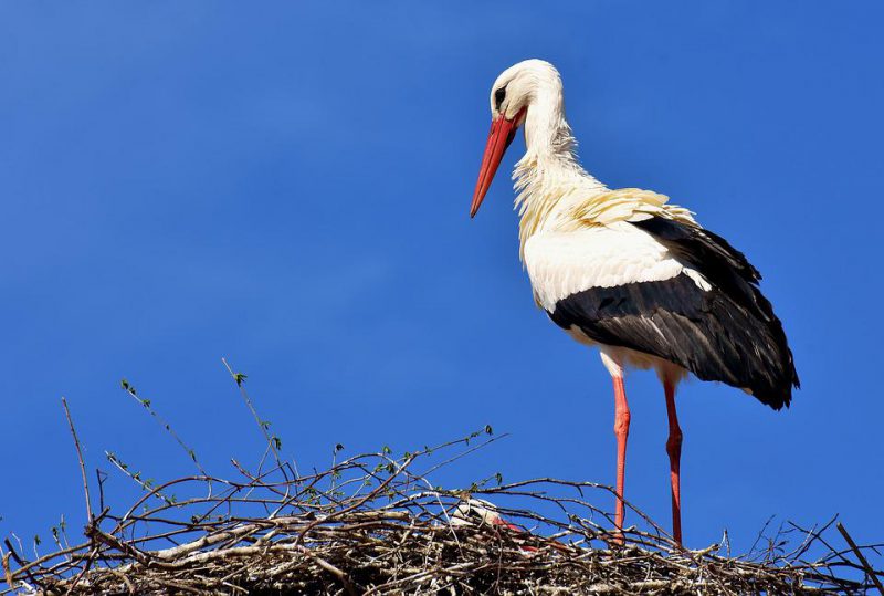 Stork in a dream