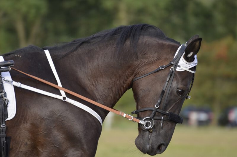 Harness around horse head