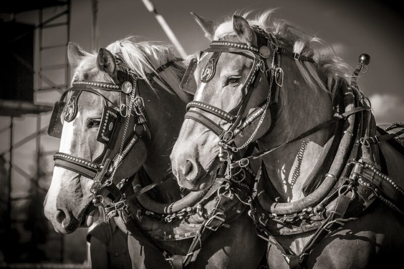 Harnessed horses