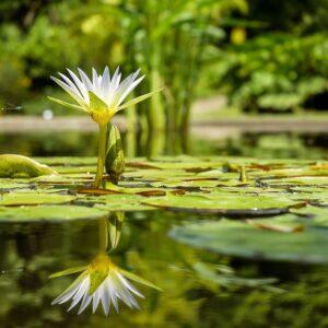 Flower in a pond