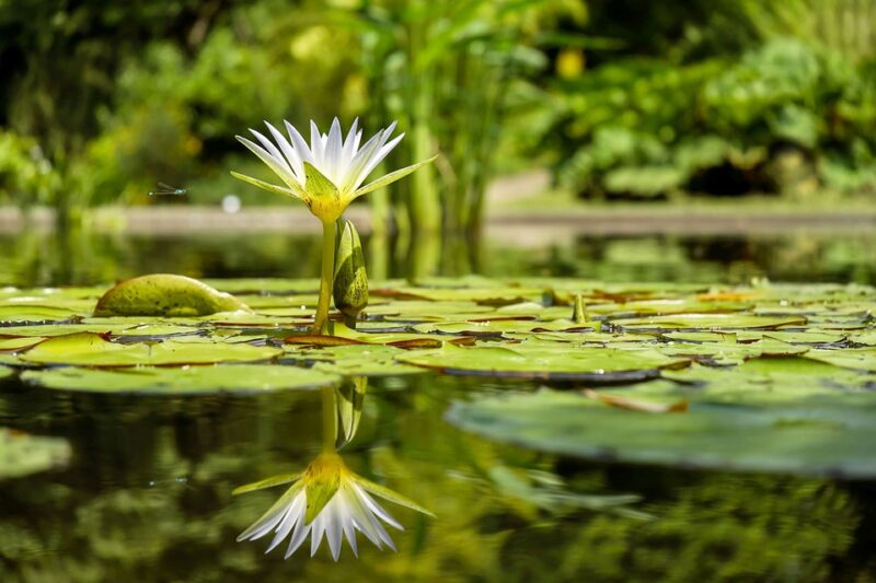 Flower in a pond