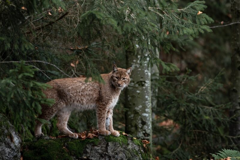 Bobcat in a forest