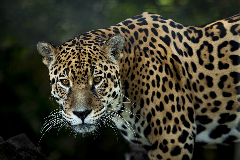 Jaguar Dream Meaning and Symbolism Dream Glossary