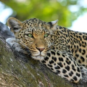 Leopard napping on a tree