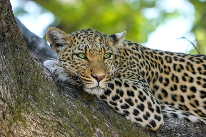 Leopard napping on a tree