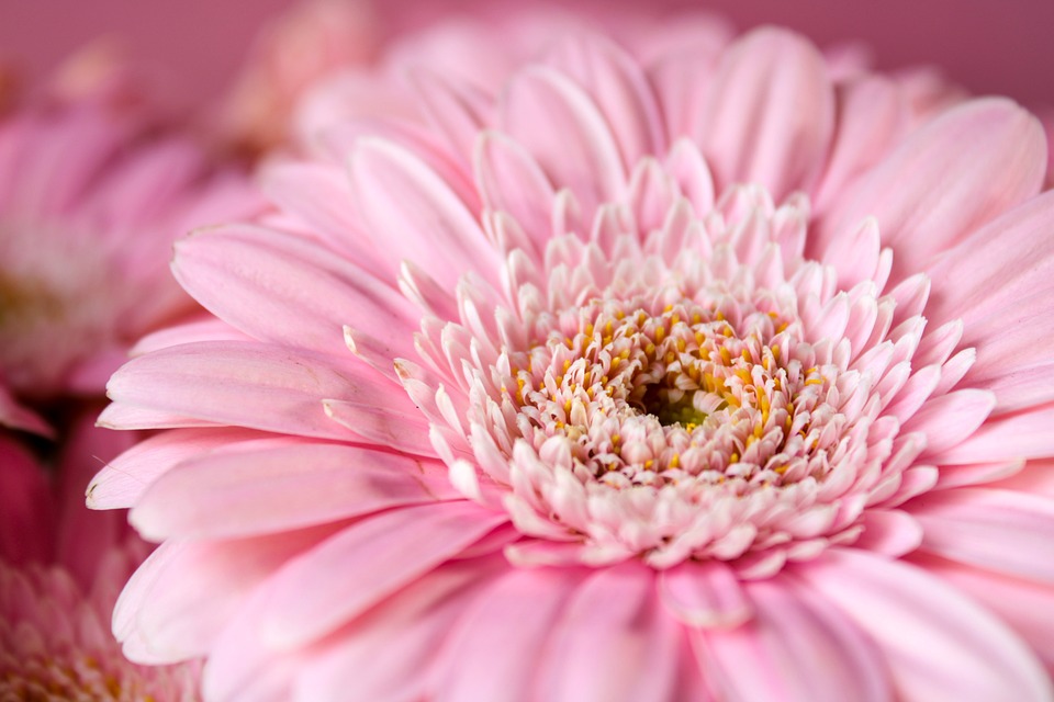 Gerbera Daisies in a Dream Meaning and Symbolism Dream Glossary