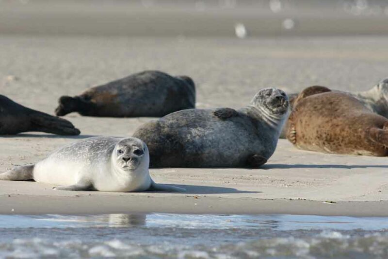 seal – dream meaning and symbolism